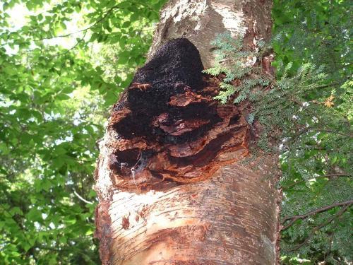 chaga