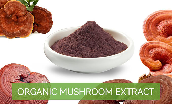 Organic mushroom extract